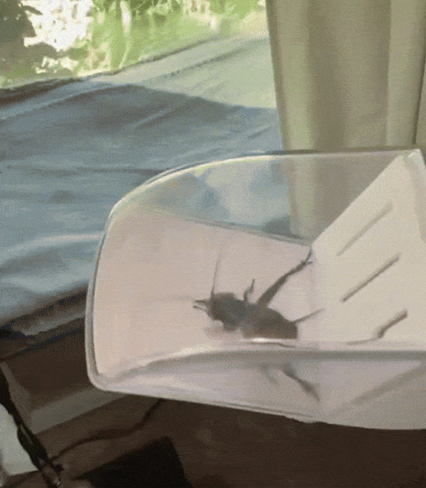 Capturător de Insecte Ușor de Folosit