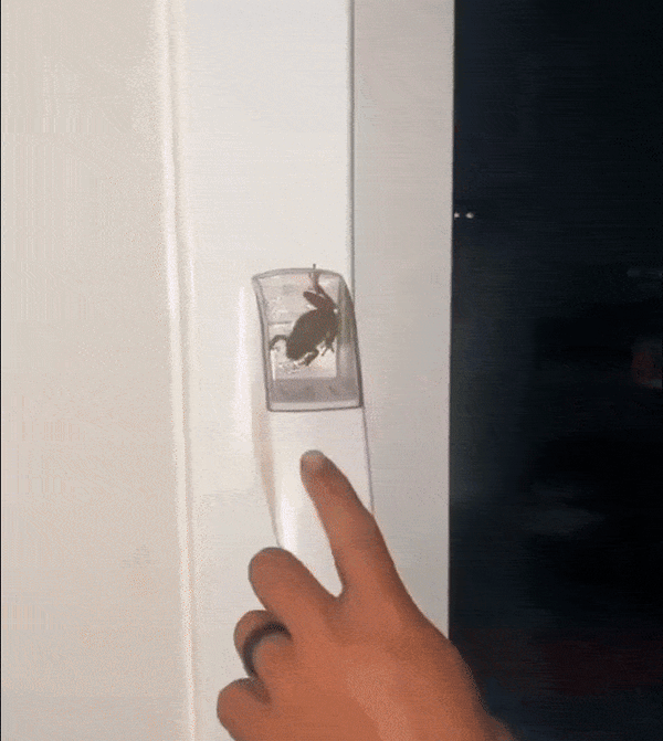 Capturător de Insecte Ușor de Folosit